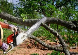 Leaf Removal in Rivanna, VA